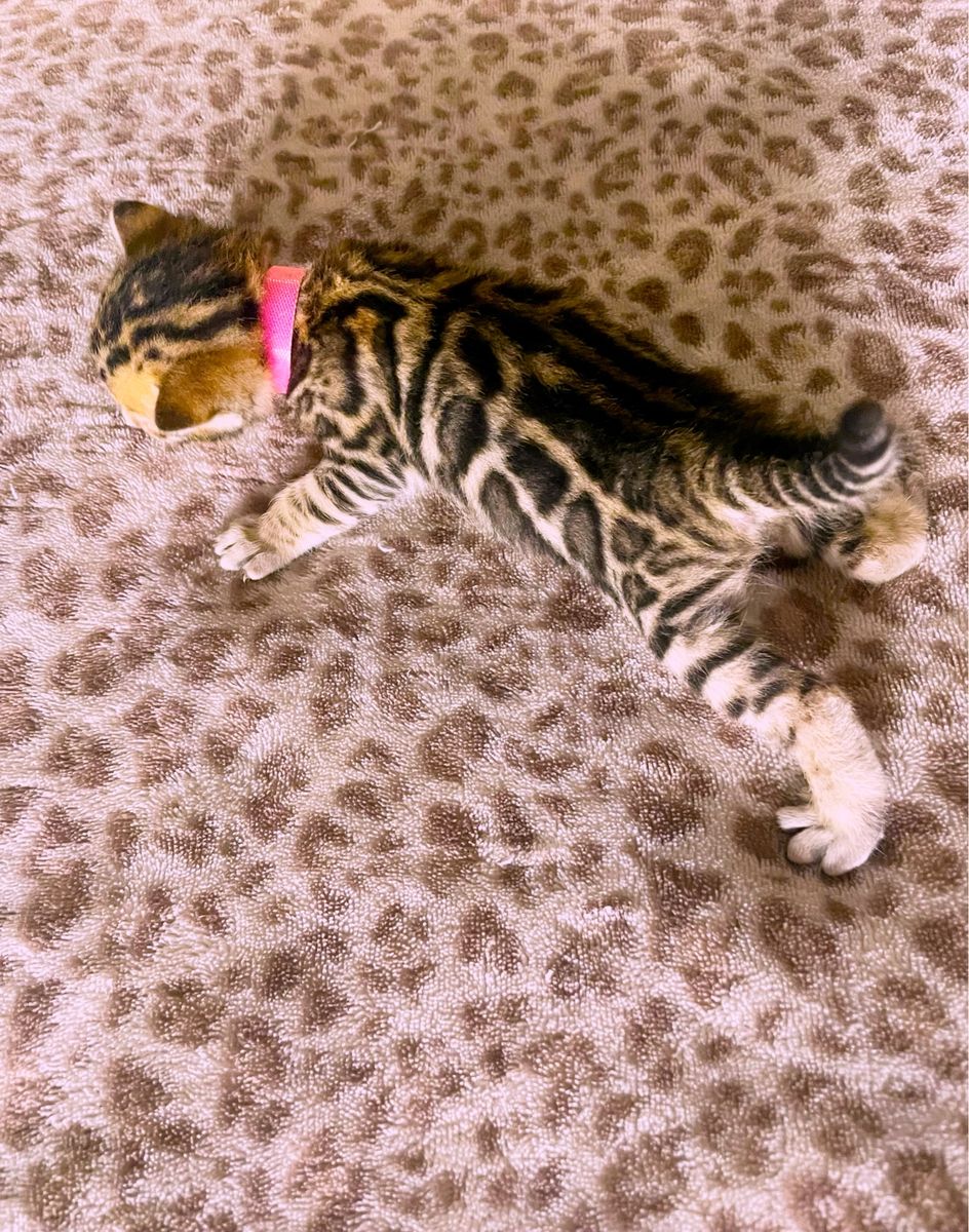Purebred Bengal kittens available