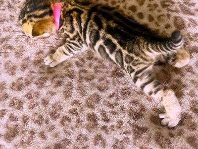 Purebred Bengal kittens available