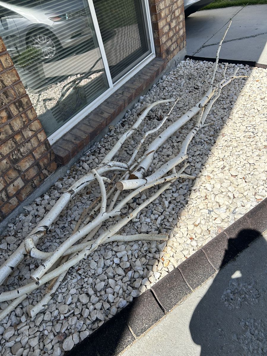 Free Birch Branches