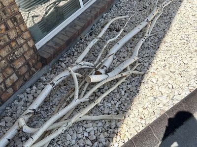 Free Birch Branches