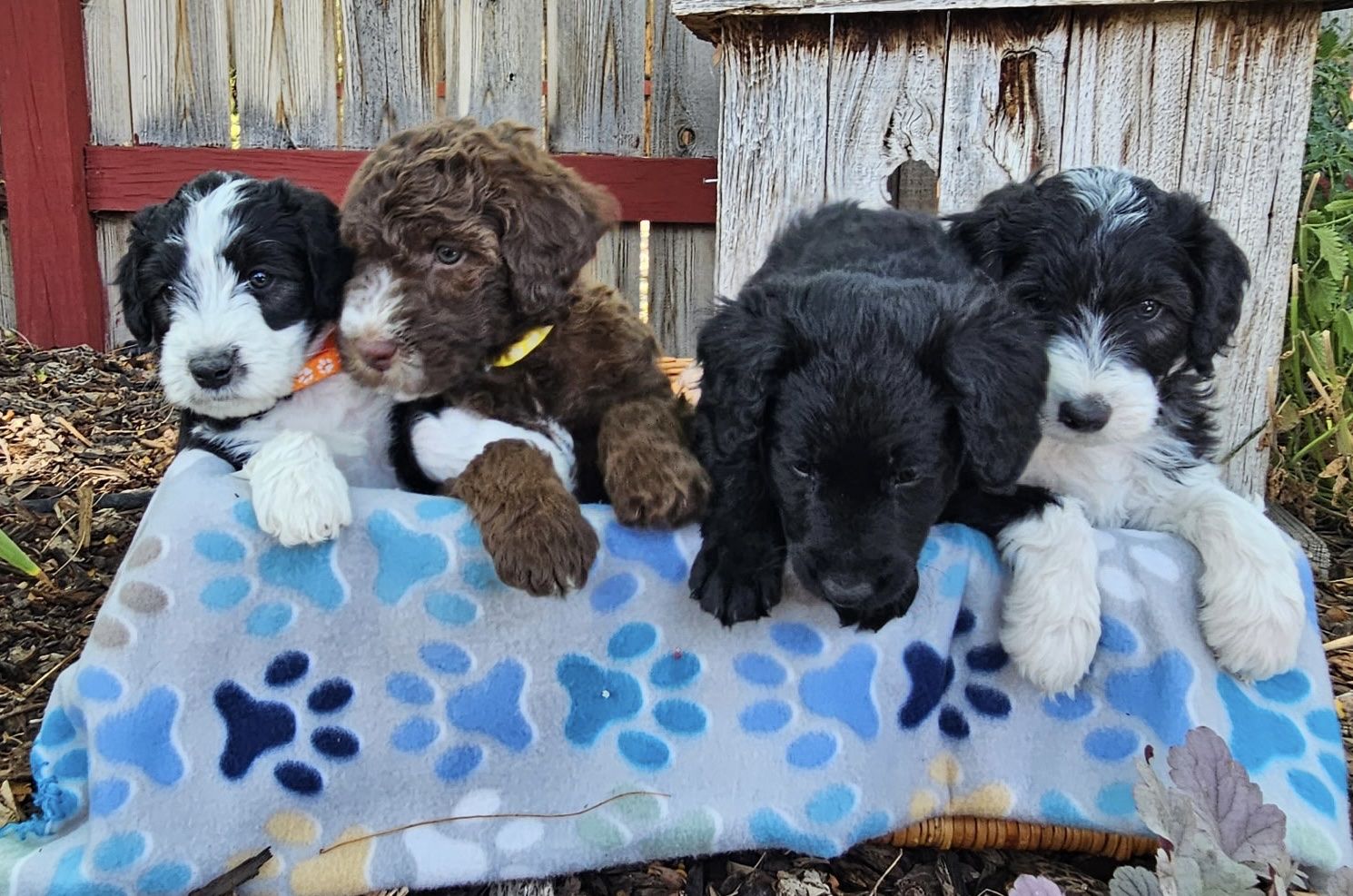 Adorable F2 Aussiedoodle Puppies - 7 Weeks Old