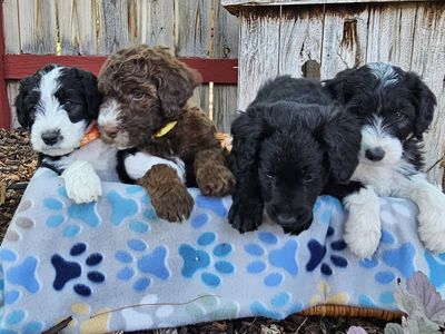Adorable F2 Aussiedoodle Puppies - 7 Weeks Old