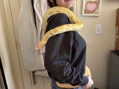 Burmese Python