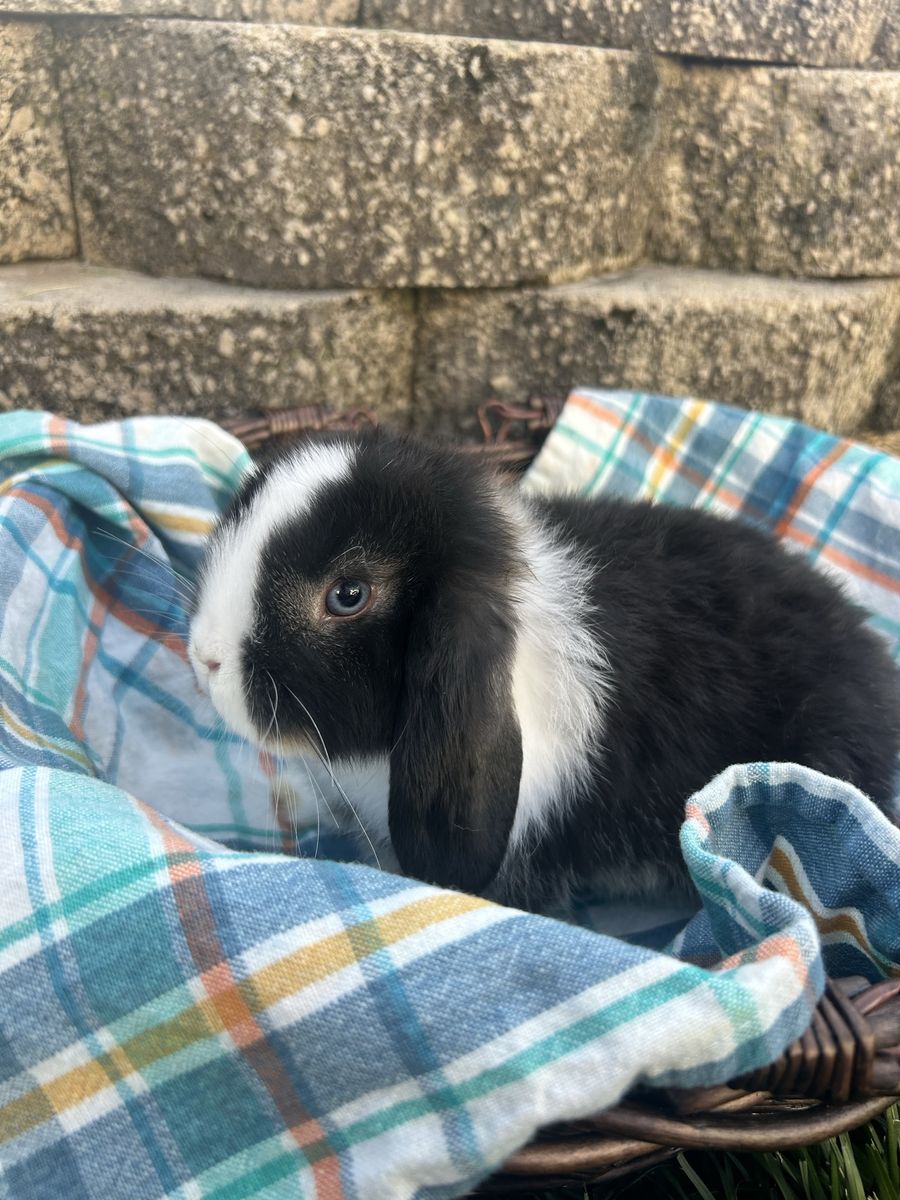 Holland Lop Male