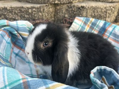 Holland Lop Male