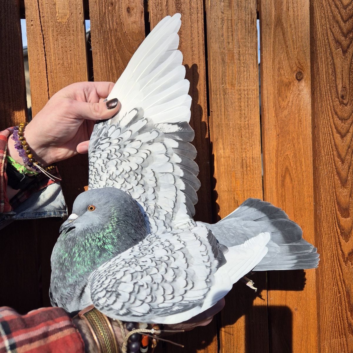 Female Polish Lynx Pigeon