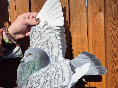 Female Polish Lynx Pigeon