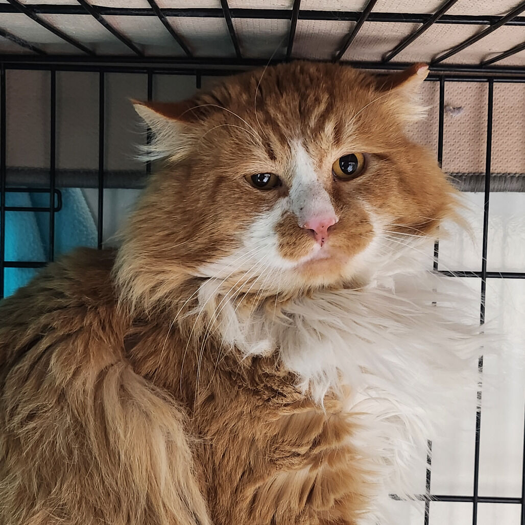 Hello my name is Torres