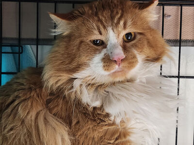 Hello my name is Torres