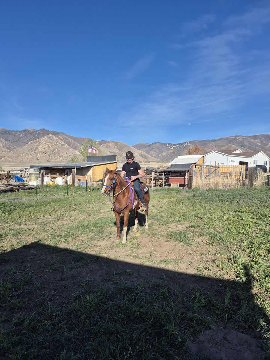 For rent stall for horses