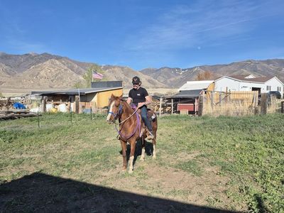 For rent stall for horses