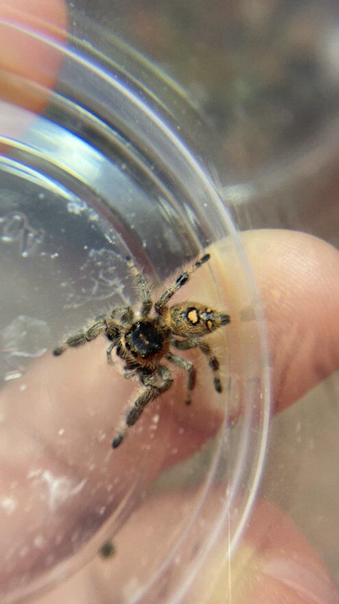 Regal jumping spiders for cheap!