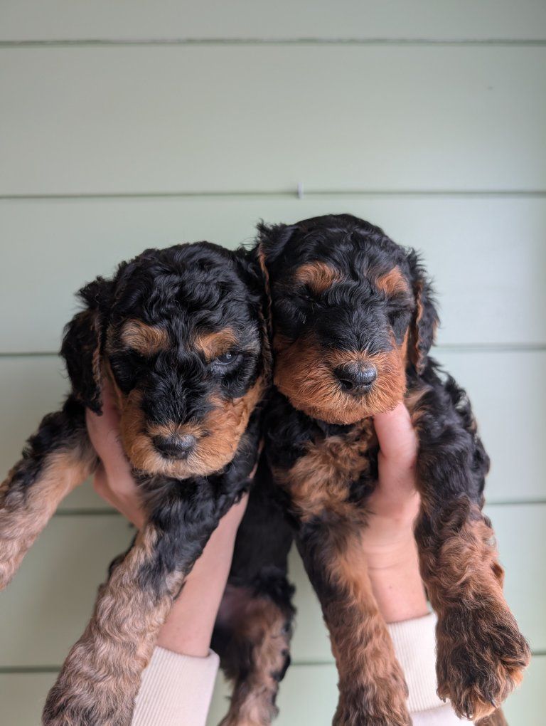 Airedoodle puppies