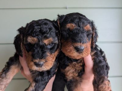 Airedoodle puppies