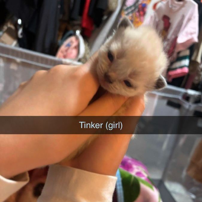 Affordable Purebred Persian Exotic Shorthair Kittens
