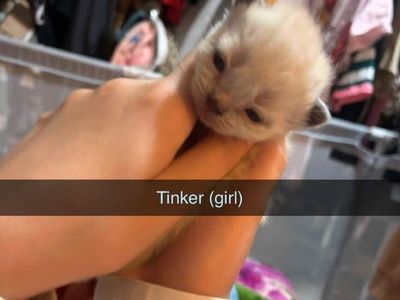 Affordable Purebred Persian Exotic Shorthair Kittens