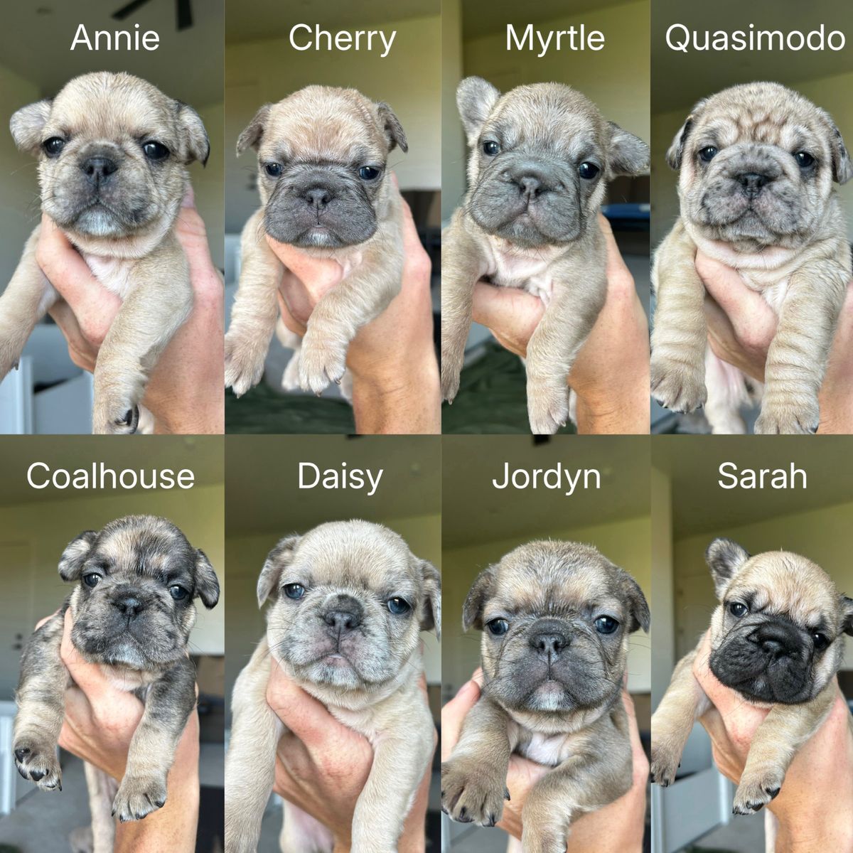 French Bulldog Puppies