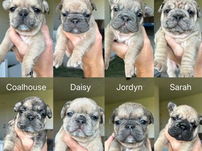 French Bulldog Puppies