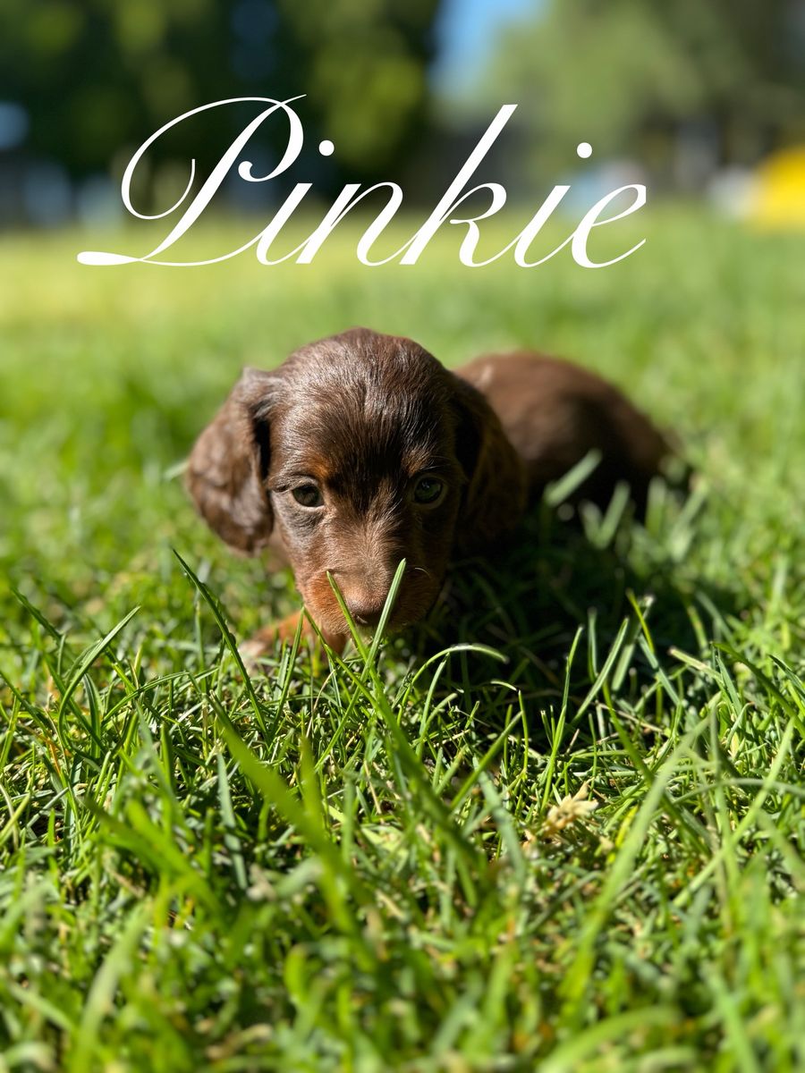 Miniature Dachshund