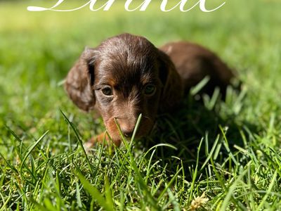 Miniature Dachshund