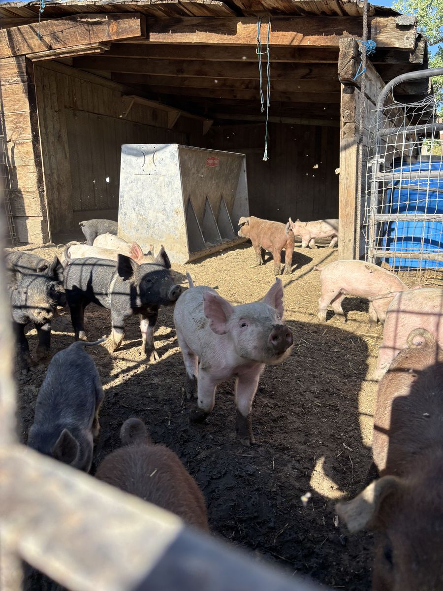 Show/Feeder Pigs 