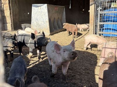 Show/Feeder Pigs