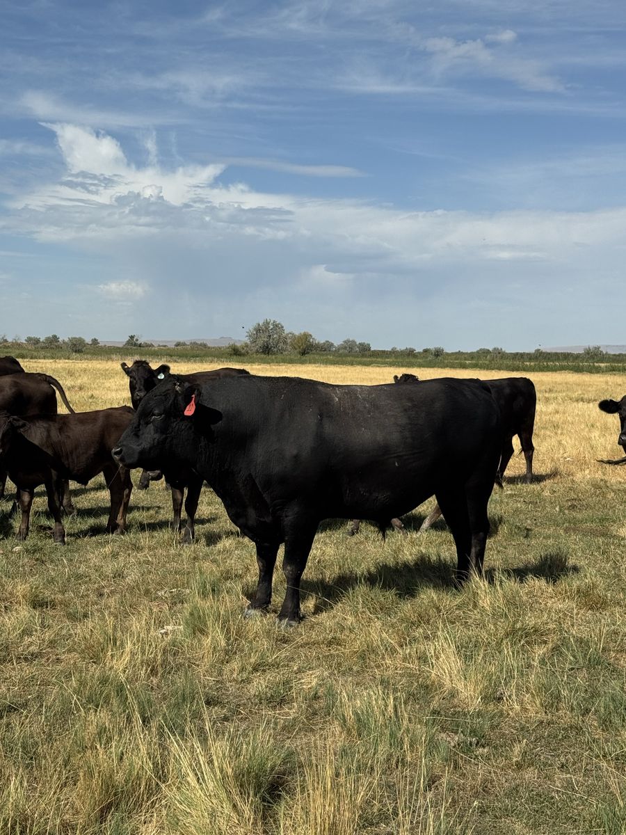 Registered Wagyu Bull