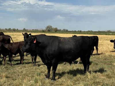Registered Wagyu Bull