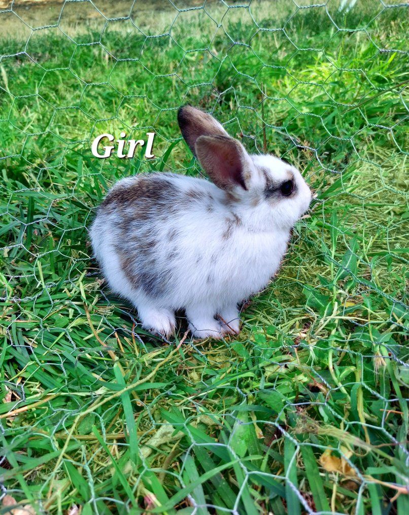 Baby Bunnies- Mini Rex