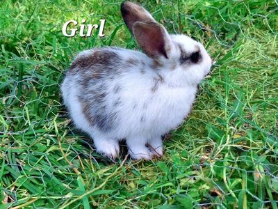 Baby Bunnies- Mini Rex