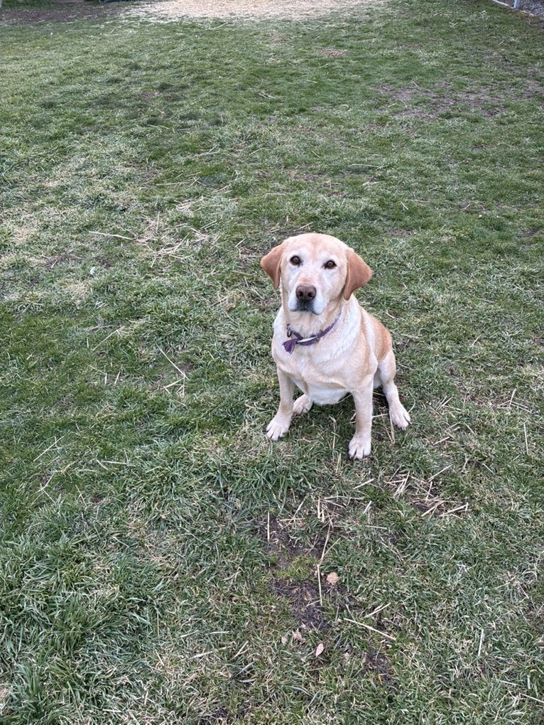 Female Labrador Retriever