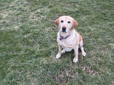 Female Labrador Retriever