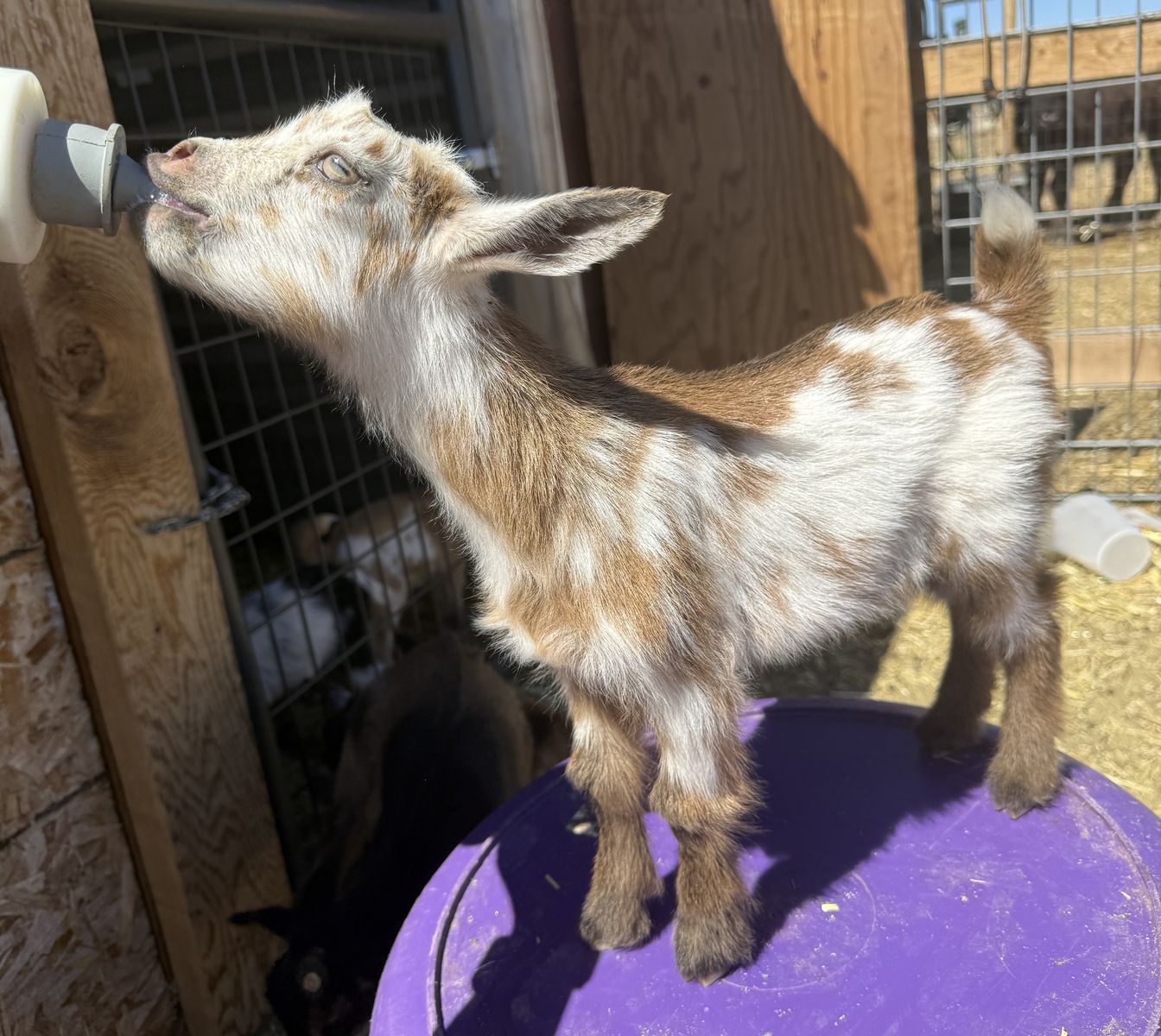 Baby Nigerian Dwarfs for Sale