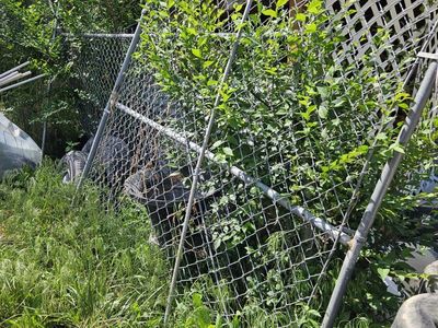 Chainlink gate