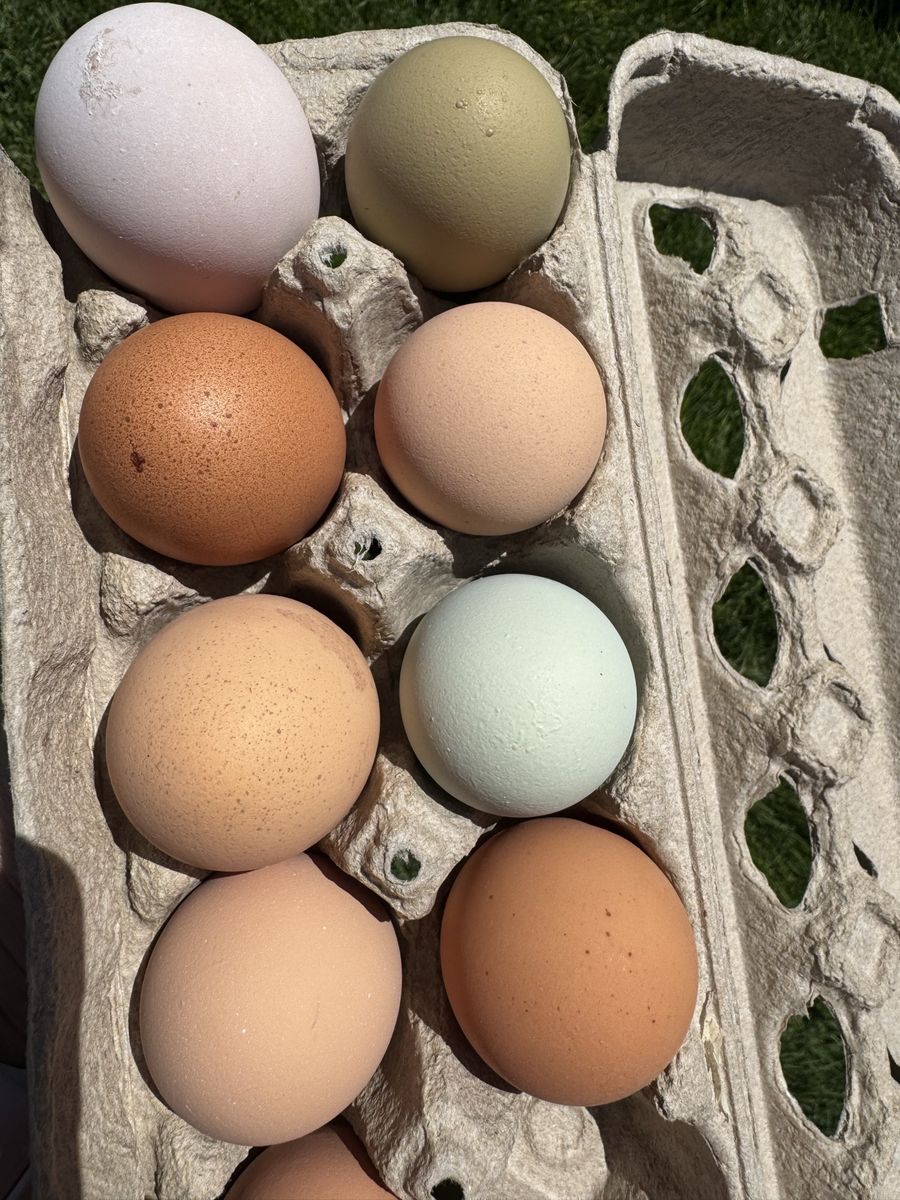 Fertilized Chicken Eggs