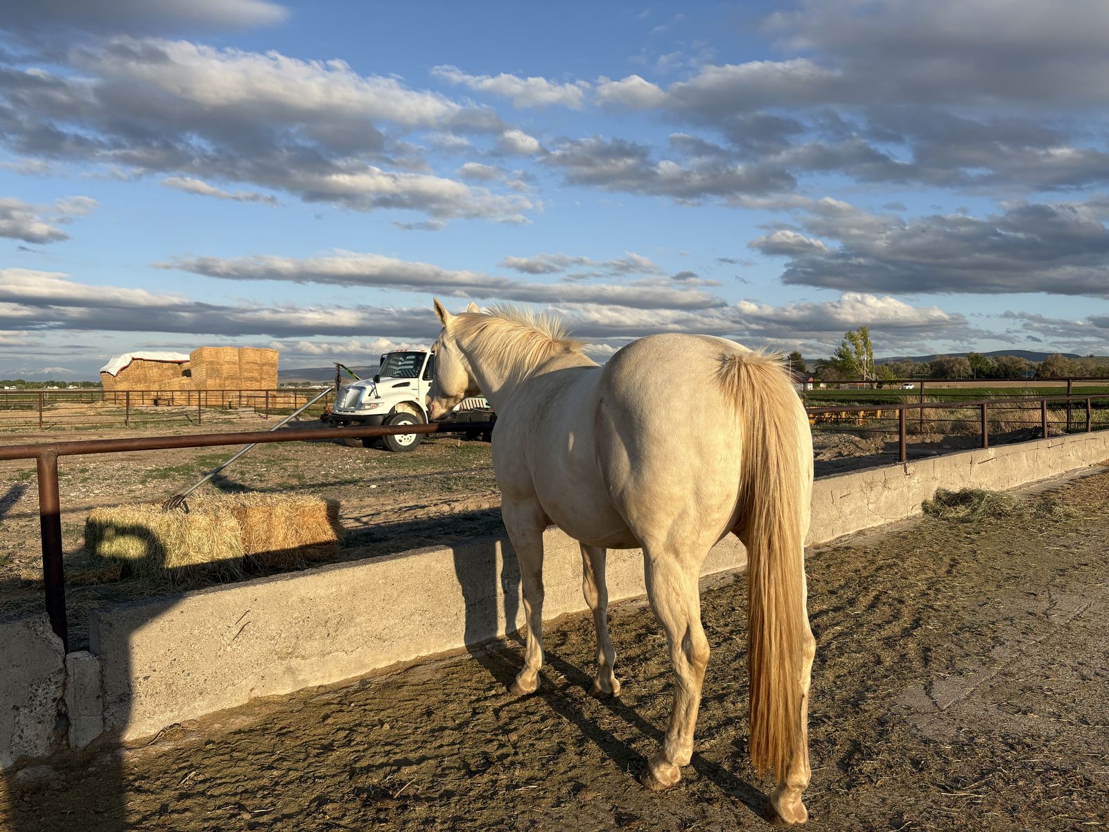 Dun It With A Twist Broodmare