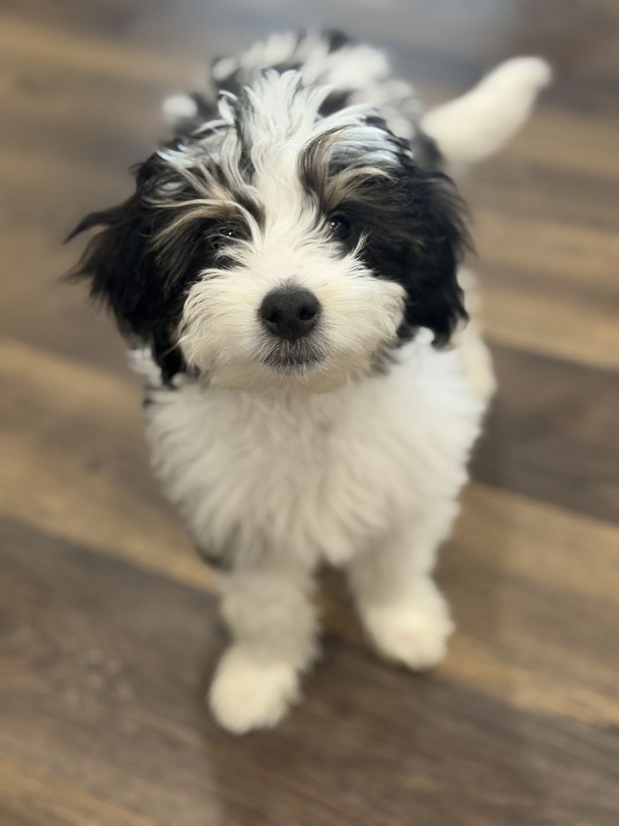 Mini Aussiedoodle