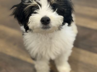 Mini Aussiedoodle