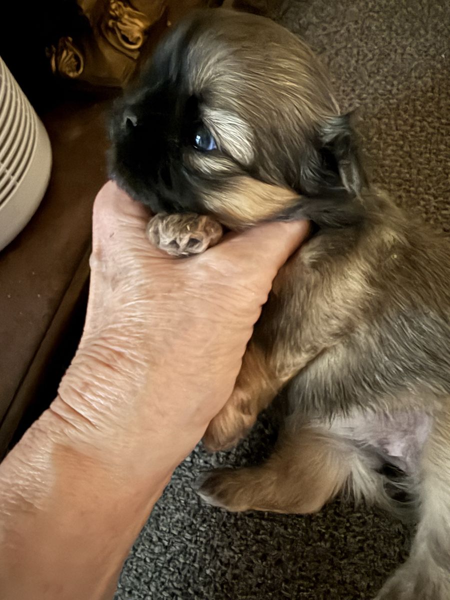 AKC IMPERIAL SHIH TZU PUP’S