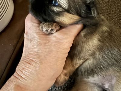 AKC IMPERIAL SHIH TZU PUP’S