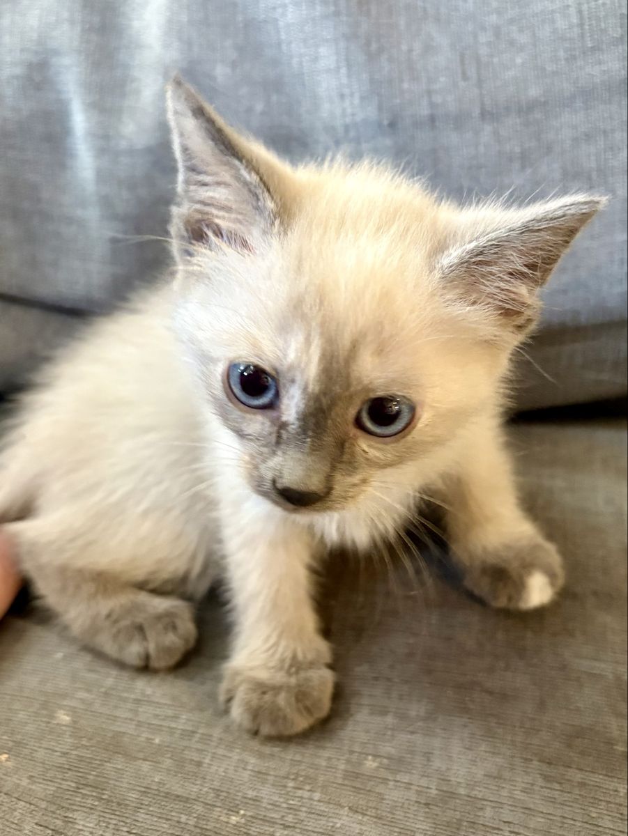 Adorable Blue Siamese/Lynx Point Mix Kitten - Blue Eyes, Cream/Gray Fur - Ready for Forever Home!