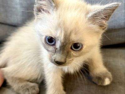 Adorable Blue Siamese/Lynx Point Mix Kitten - Blue Eyes, Cream/Gray Fur - Ready for Forever Home!