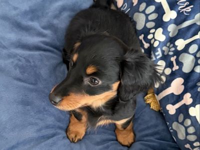 Mini Dachshund Puppy - Girl: Darla