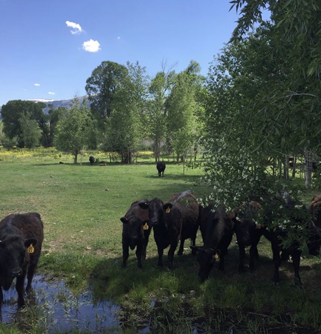 waygu heifers for sale