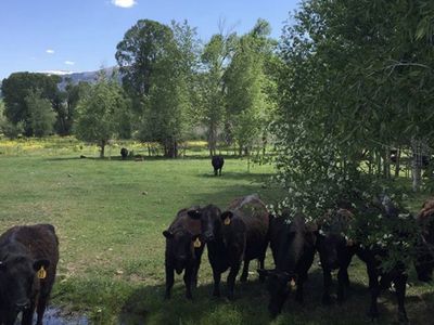 waygu heifers for sale