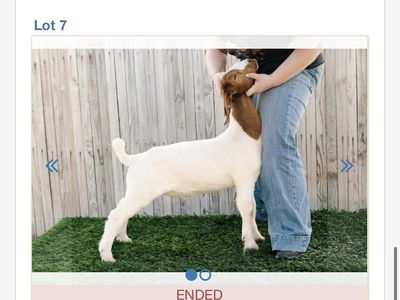 Quality Boer Wether