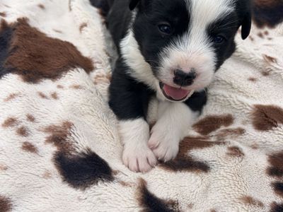 Puppies Ready To Find There New Home