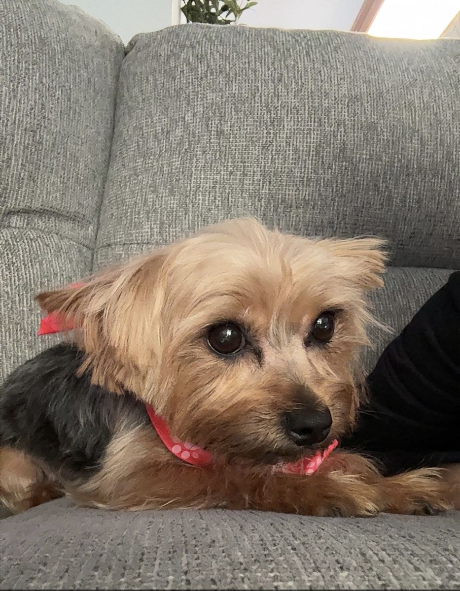 Yorkie