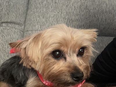 Yorkie
