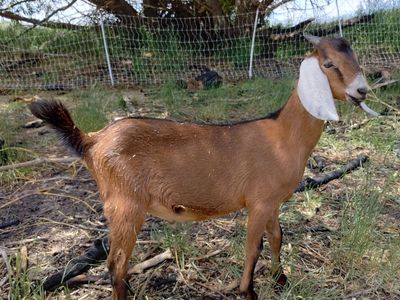 Goats OBO